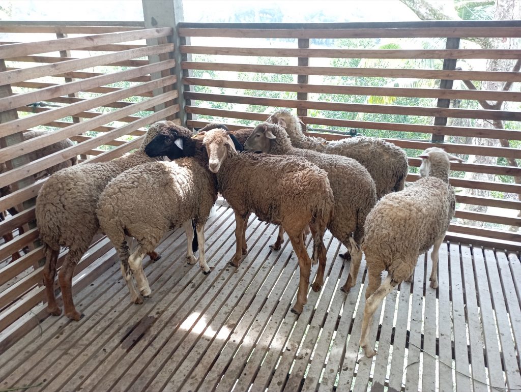 Damara sheep rearing with cut-and-carry system