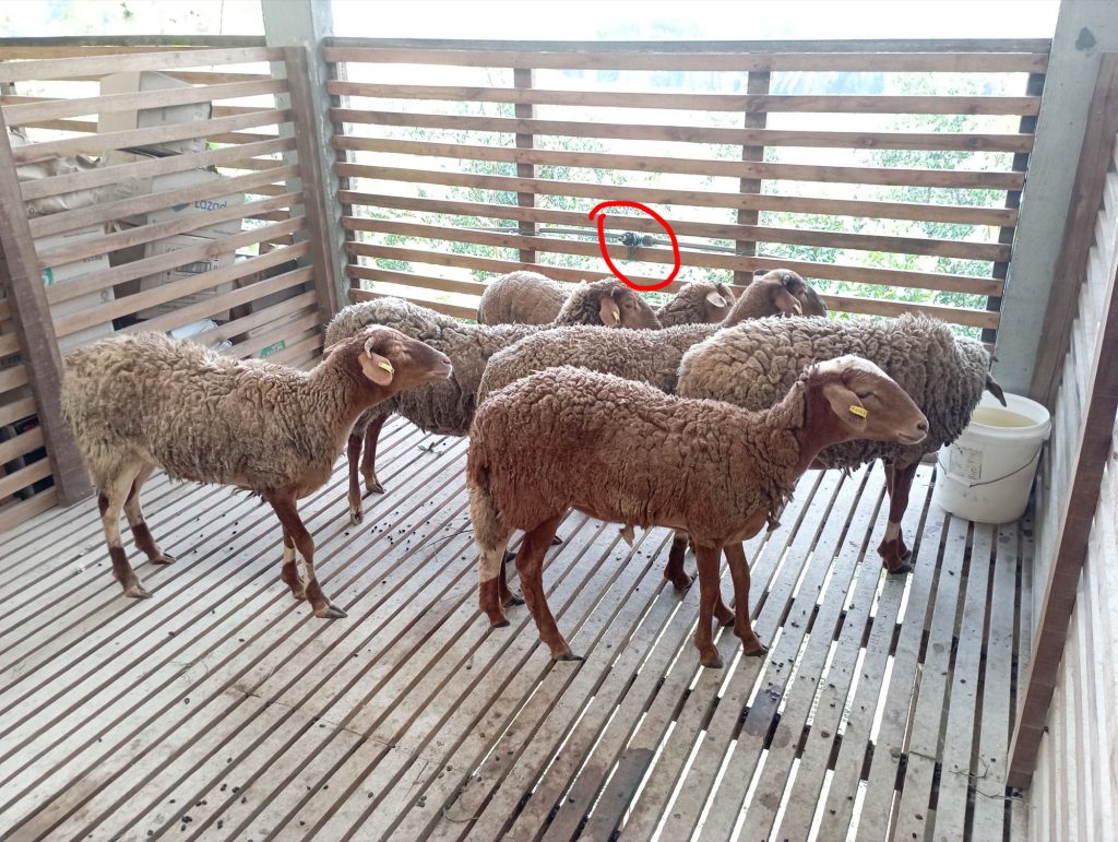 The sheep are not drinking from the encircled watering device. I have to put a pail at the corner as a temporary measure. I'm really not sure how to get them to drink from the arranged spot.