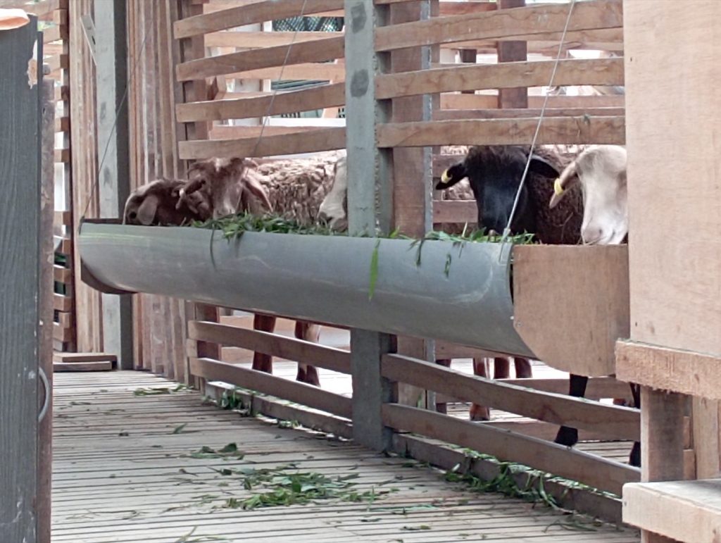 It seems the sheep are not touching gliricidia much. They love banana stem/leaves, indigofera and the usual napier. Am feeding with the occasional ketum ayam and mulberry.