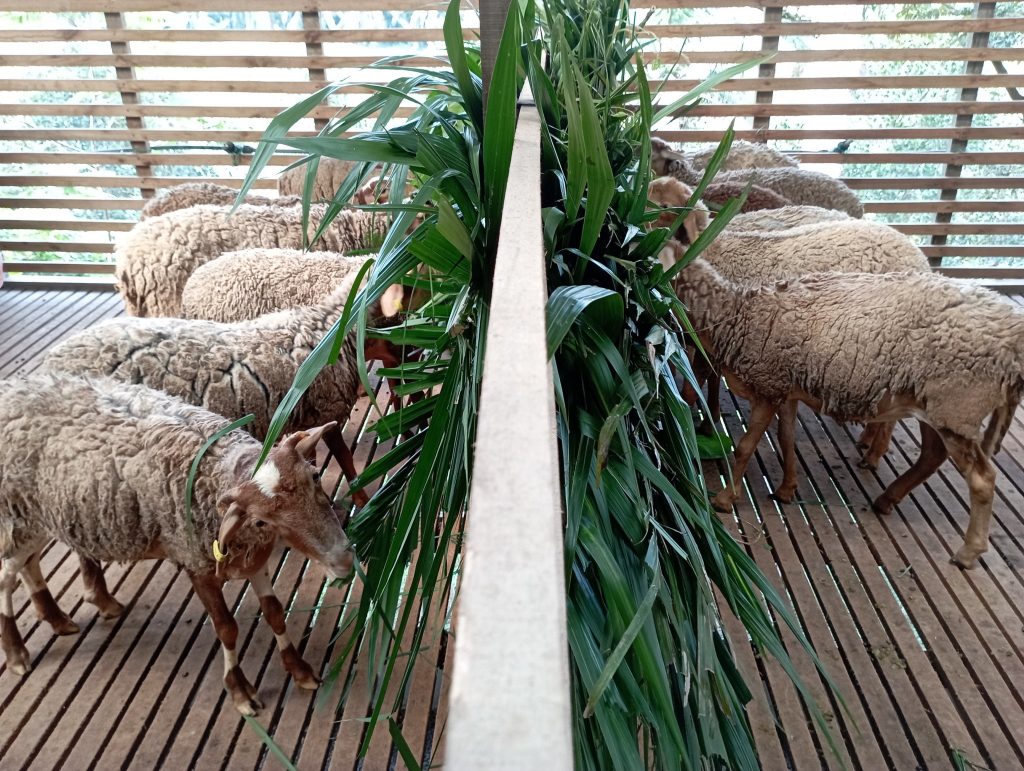 Occasionally feeding the sheep with oil palm fronds is a fulfilling sight to behold as they chomp down on them in no time.