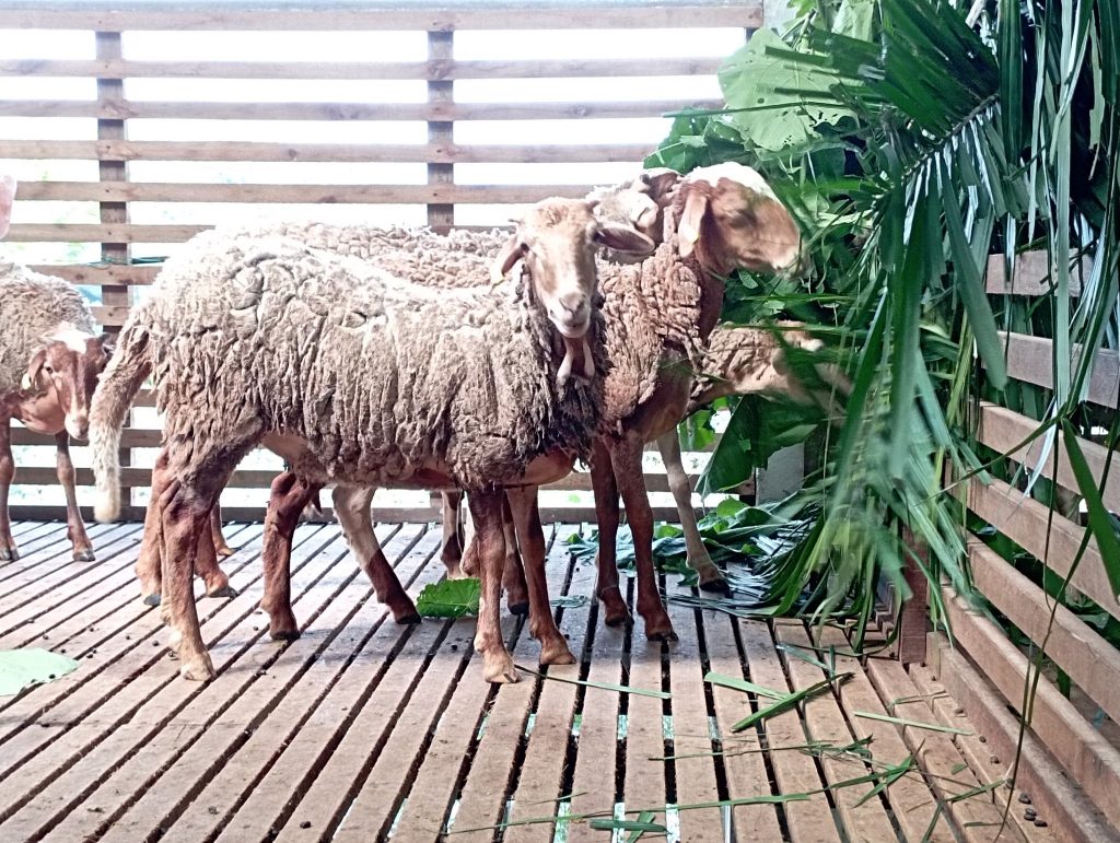 Sheep eating oil palm fronds.