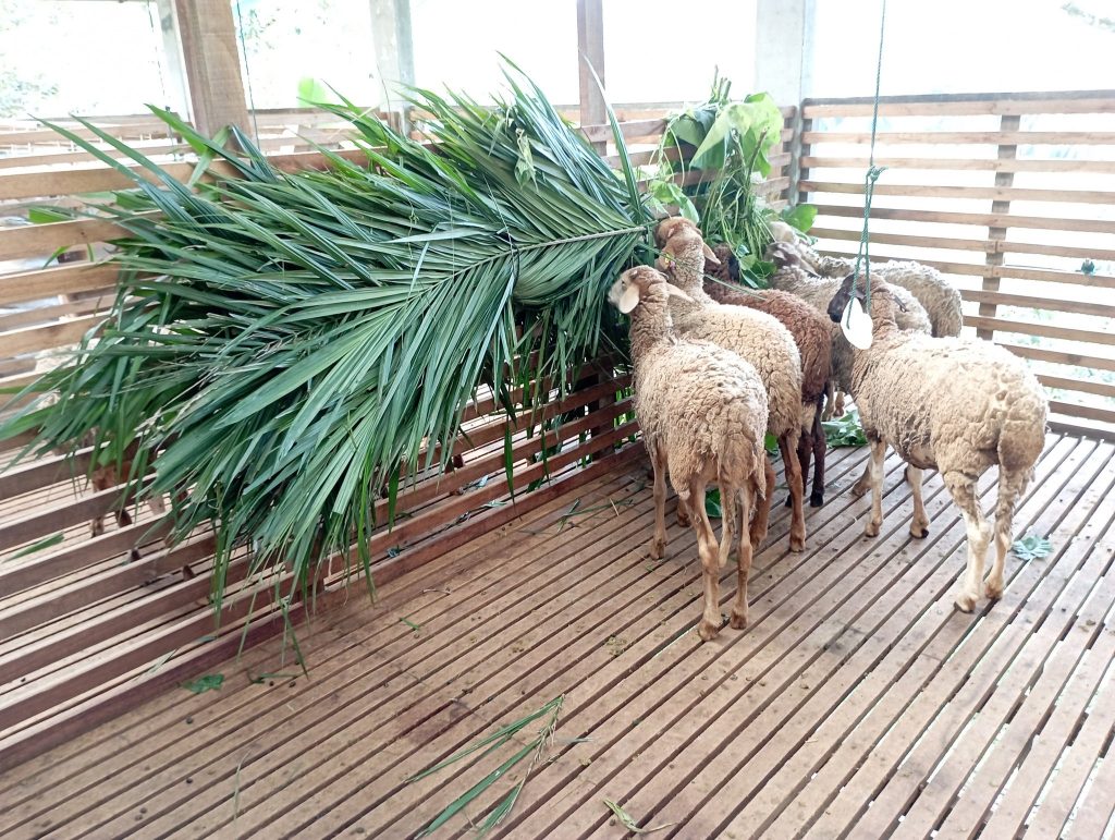 The occasional oil palm fronds treats