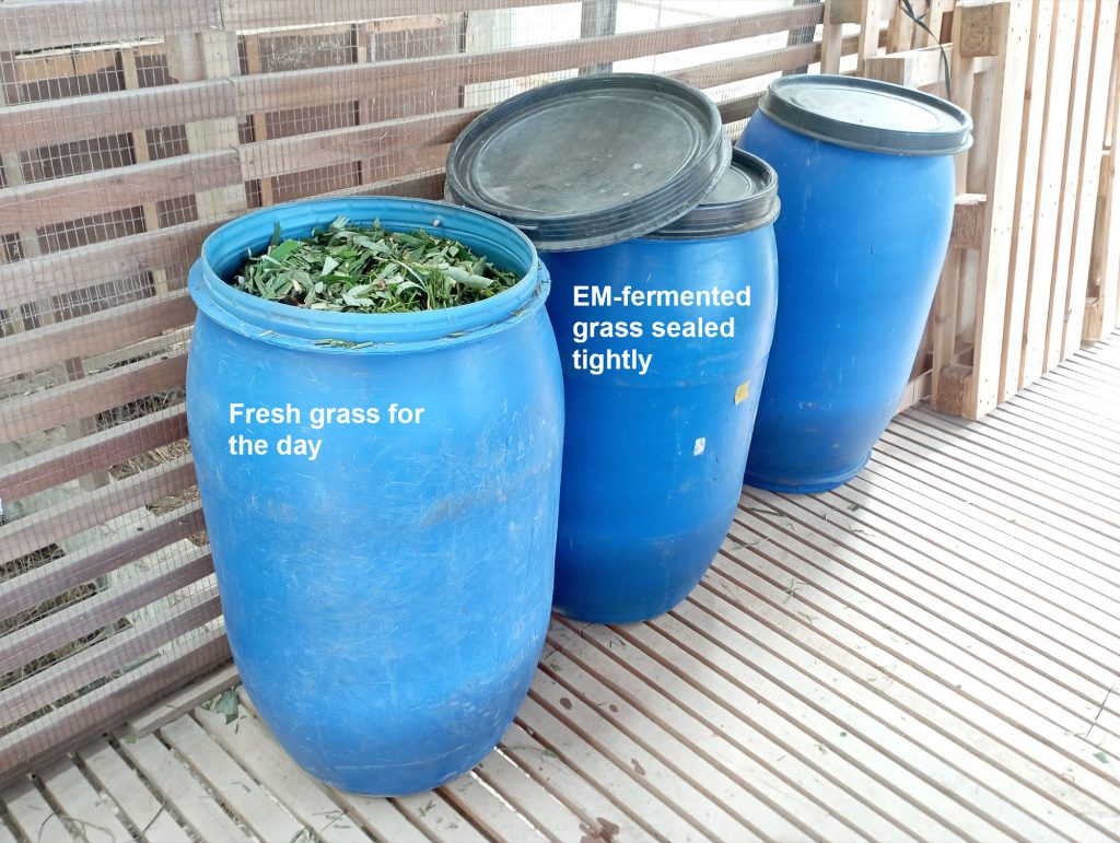 One drum always filled up for the day's meal and another drum with EM-fermented grass. In the midst of getting used to the feeding pattern/volume and frequency to find the "sweet spot".