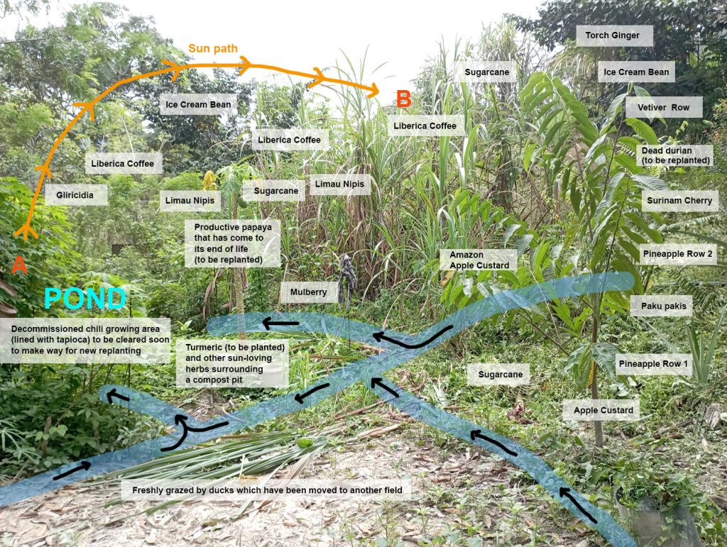 Tropical Food Forest System