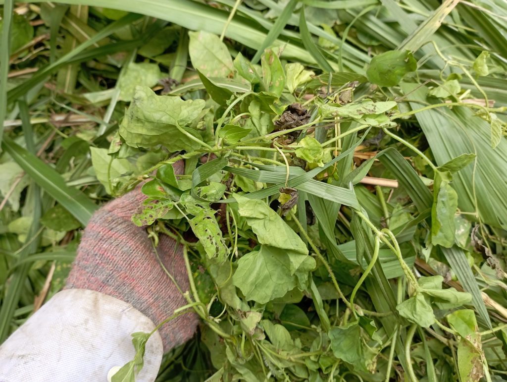 There's a bunch of mixed weeds in there. All edible.