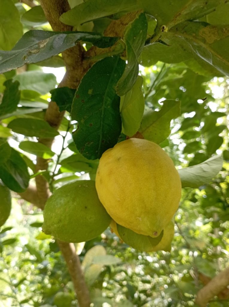 Naturally-grown lemons in a permaculture farm