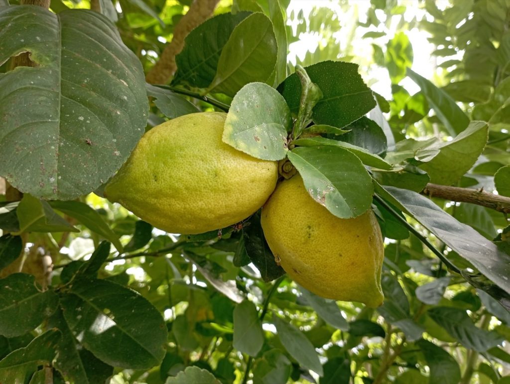 Naturally-grown lemons in a permaculture farm