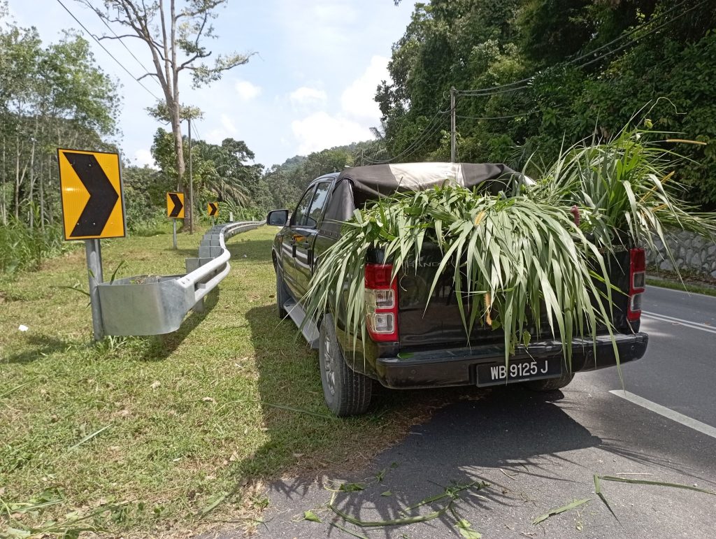Here's about four meals for the sheep. We always obtain enough extra for the following day. My aim is to have enough supply no more than 3 km from the farm at full capacity of 60 sheeps/goats.