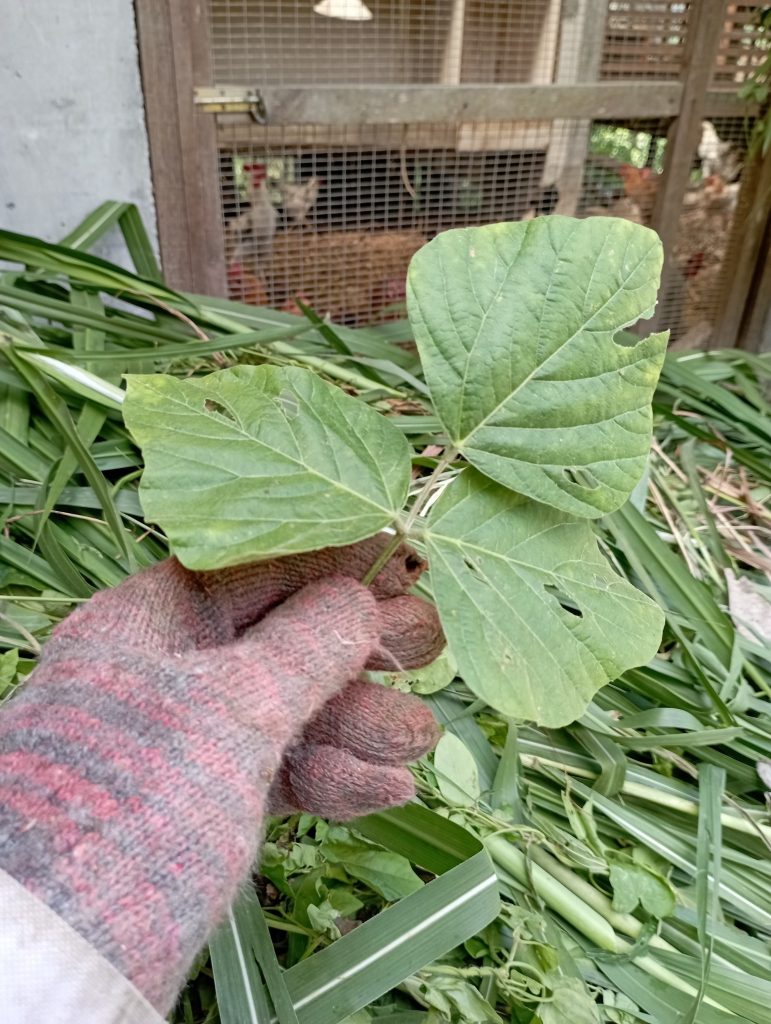Here's a trifoliate "weed" climber that often gets tangled up on the napier stalks. Perfectly edible and I dare say, a diverse and healthy addition to the usual staple of napier.