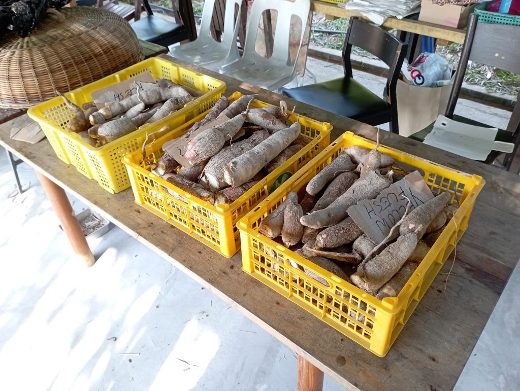 Tapioca for sale at the TTDI Community Garden.